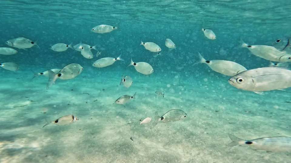 Occhiate nuotano in acqua limpida
