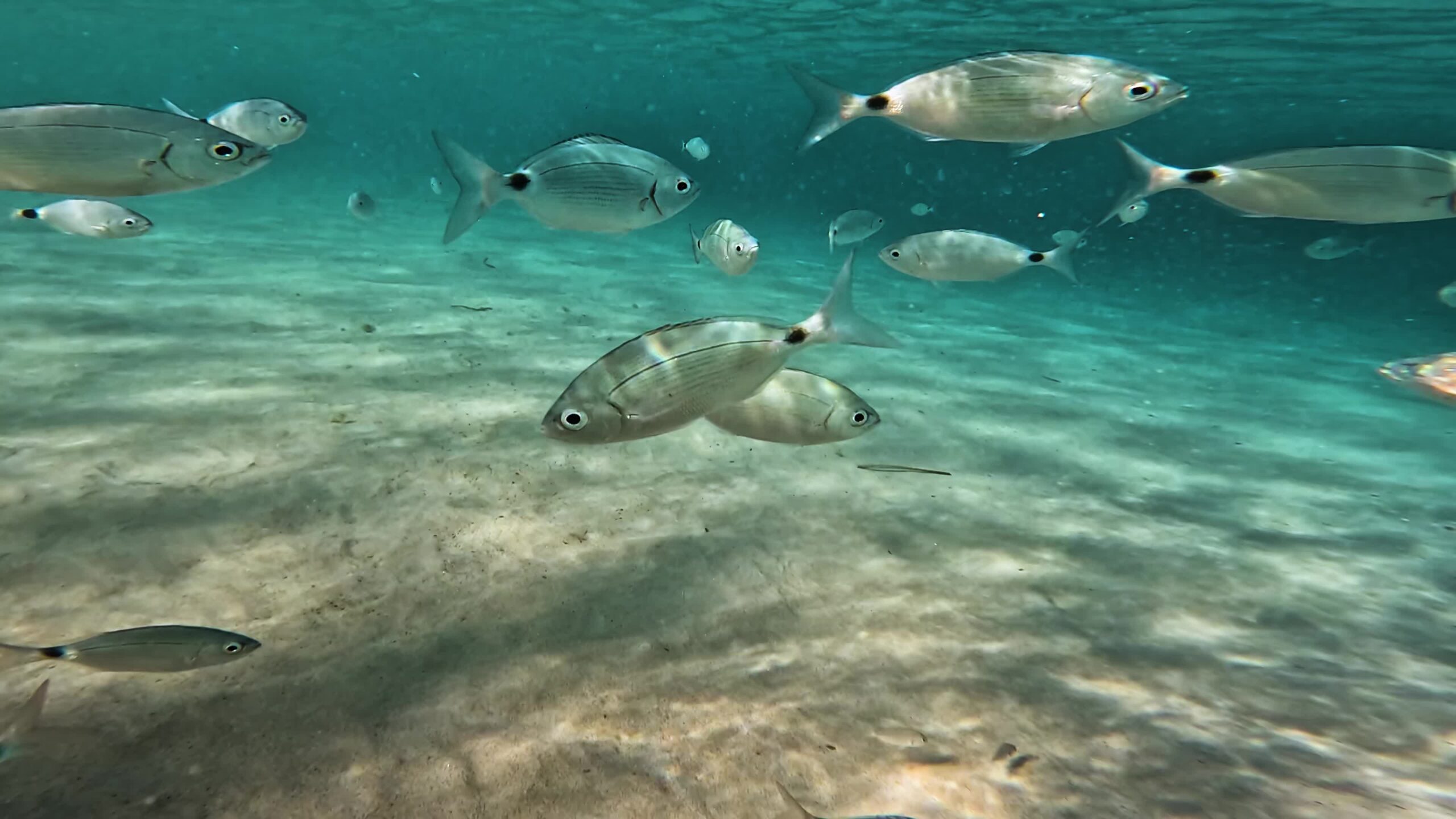 Group of fishes swim in the sea