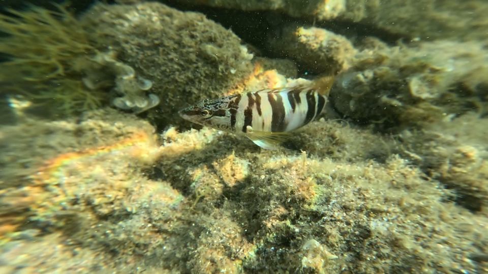 Serranus scriba sul fondale marino