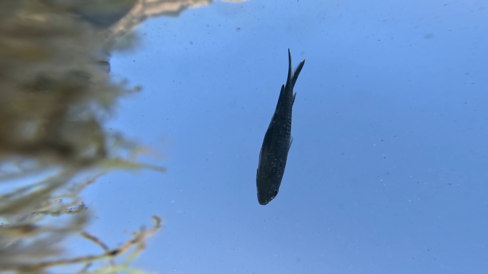 Fish swims under blue sky