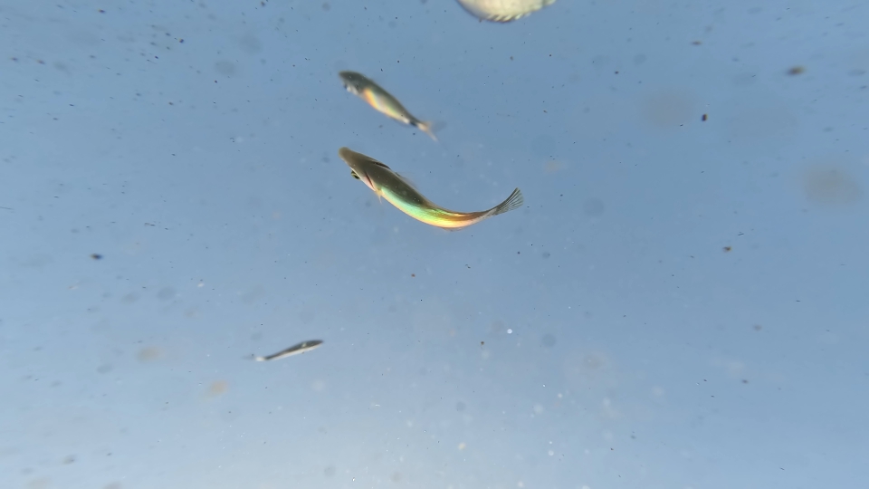 Pesci nuotano in acqua sporca