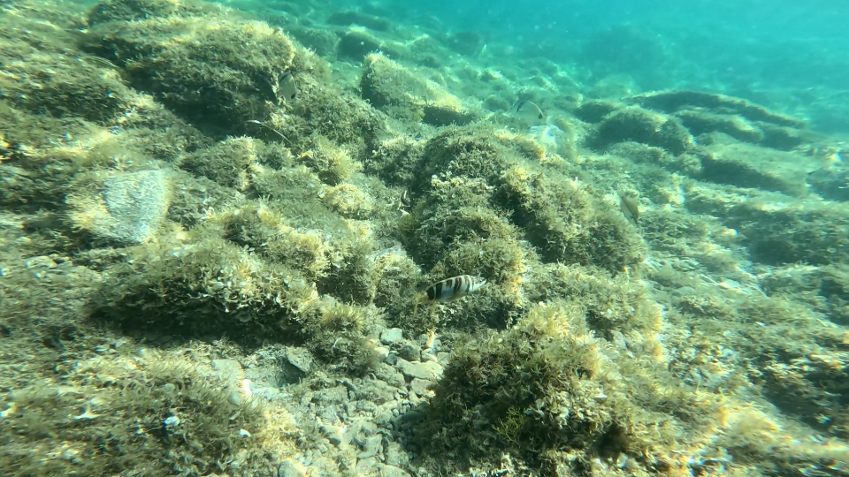 Sciarrano fish on the seabed