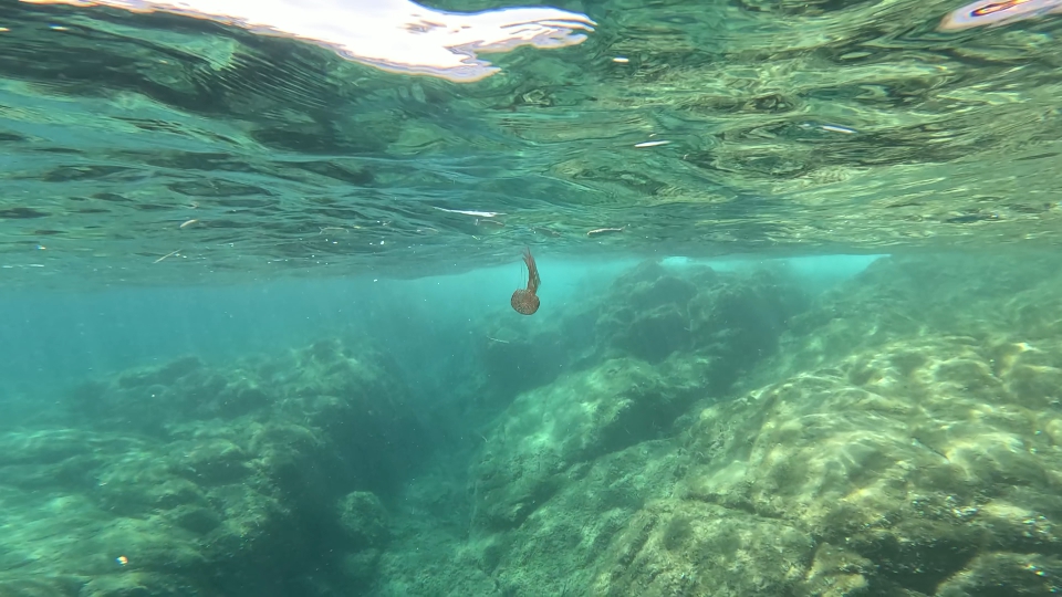 Jellyfish in the clear waters of Sardinia