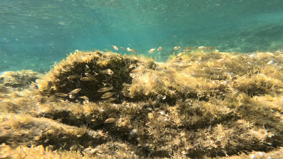 Fish pushed by the sea current