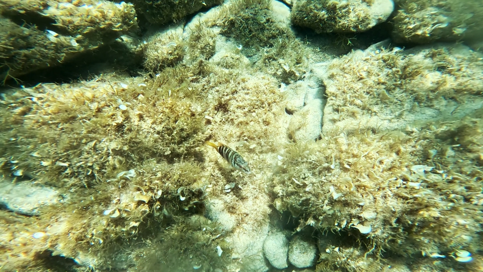 Pesciolino in fondo del mare a Maddalena