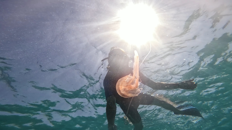 Snorkeler e medusa