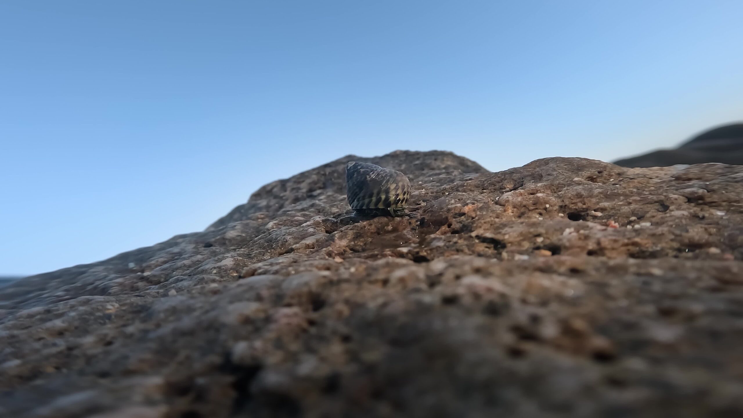Littorina littorea walks fast on a stone