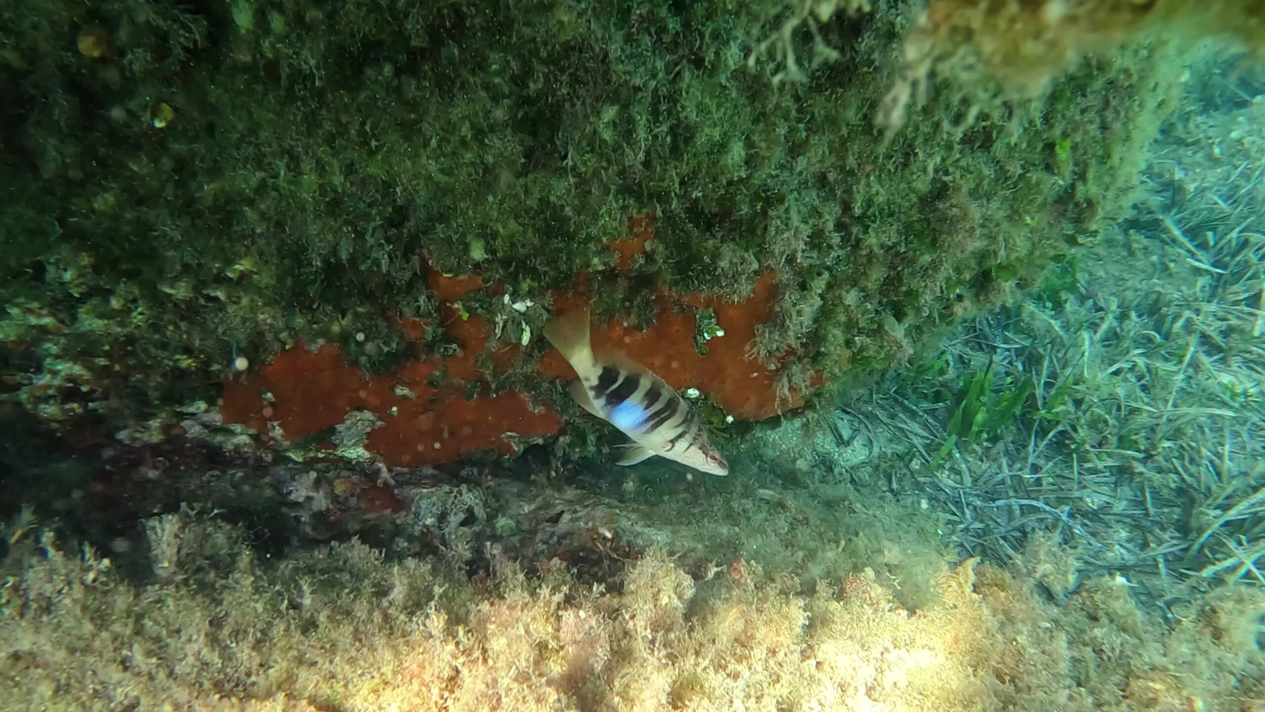 Pesce nel mare della Sardegna