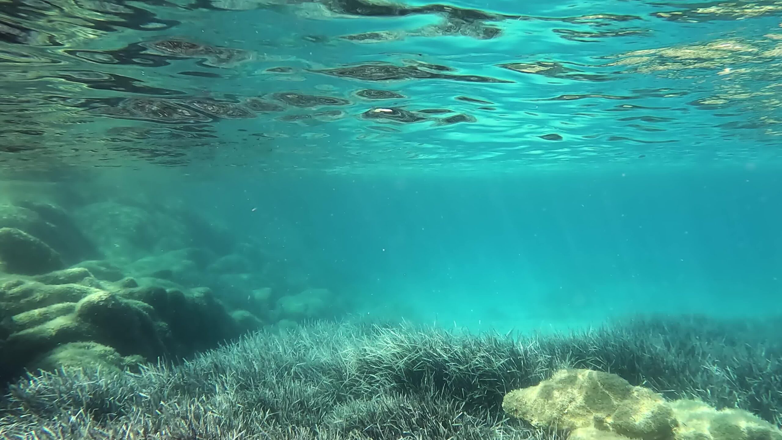 Fondo marino con  Posidonia oceanica