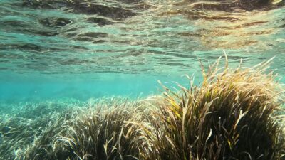 Posidonia oceanica on the seabed