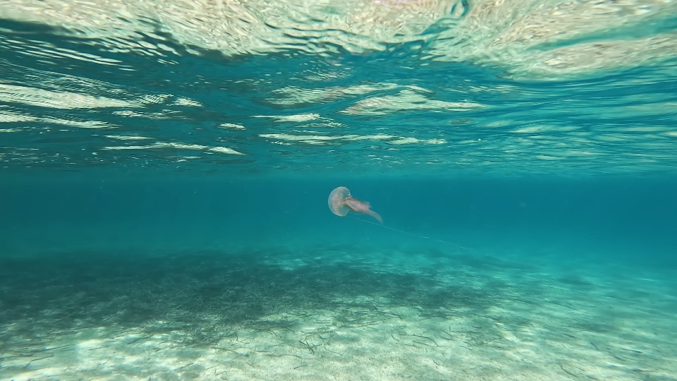 Jellyfish swims in the sea