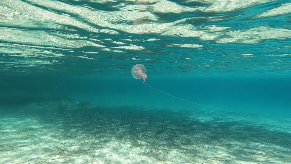 Medusa swims in the clear sea