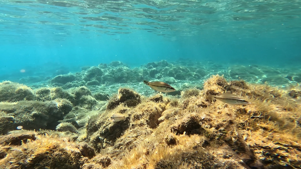 Fish swim in the bright sea of Sardinia