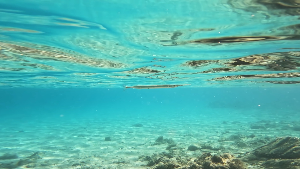 Pipefish swims in the sea