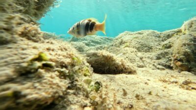 Fish swims between rocks in the sea