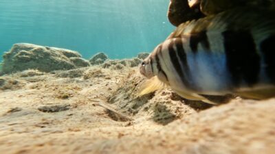 Fish swims on the seabed with sand and rocks