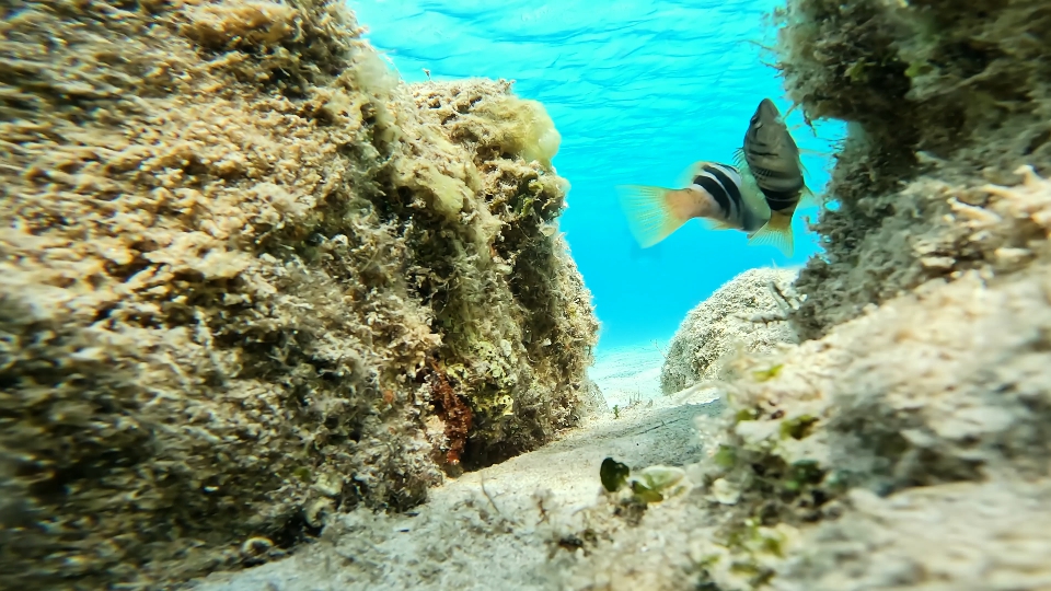 Sardinian fish on the Sciarrano seabed