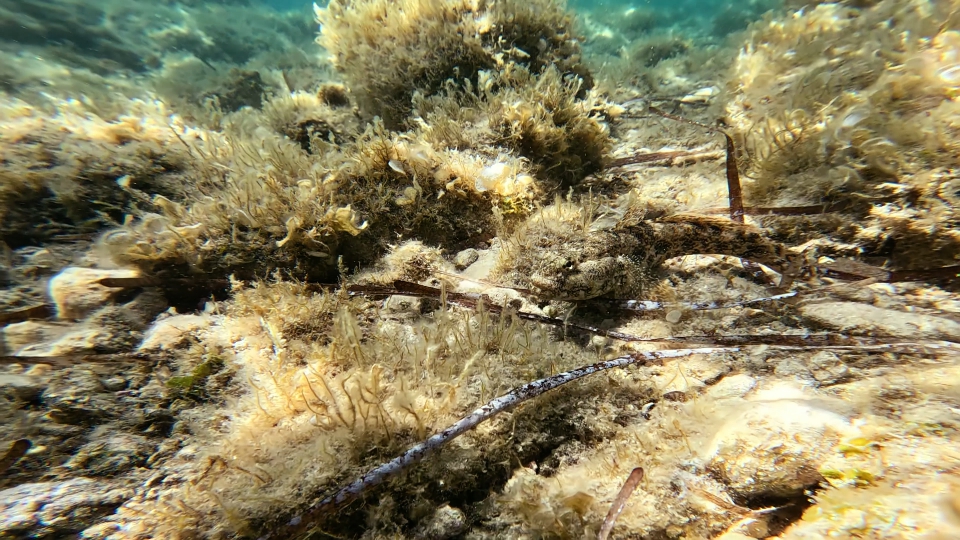Trachidermus fasciatus sul fondo marino