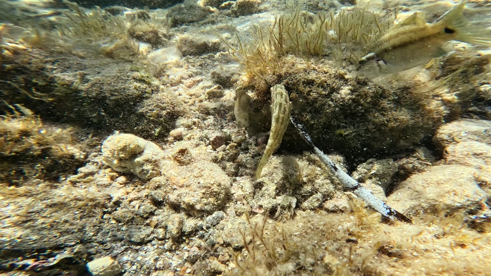 Fish search for food on the seabed