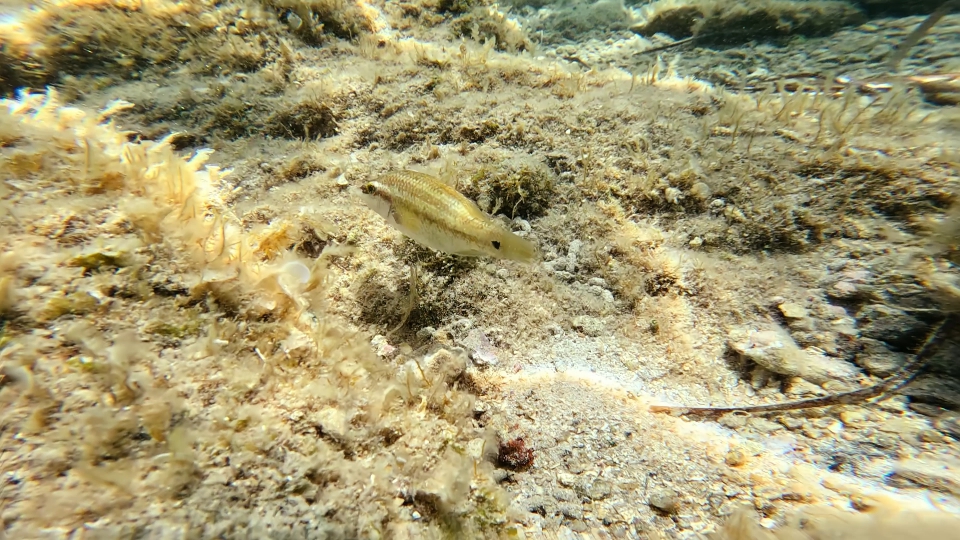 Symphodus ocellatus in its habitat