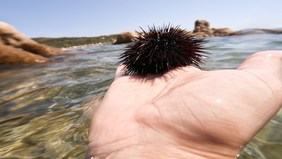Sea urchin on the palm of the hand