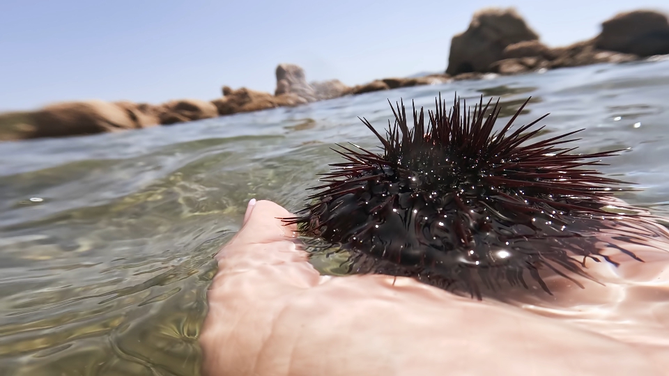 Riccio di mare nella mano