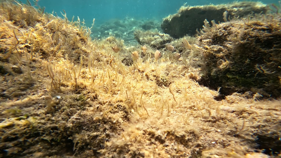 Vita sul fondo marino