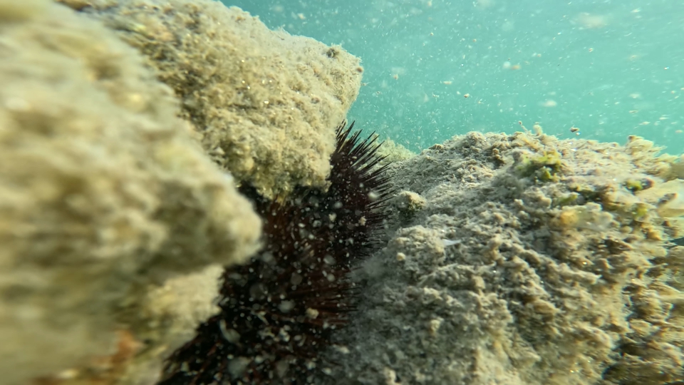 Ricci di mare tra le rocce