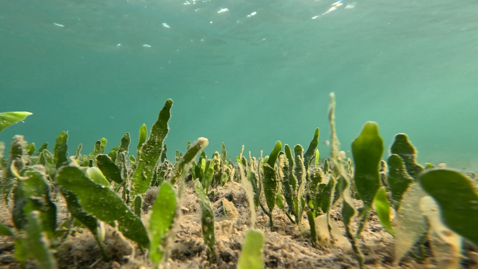 Posidonia plant grows on the seabed