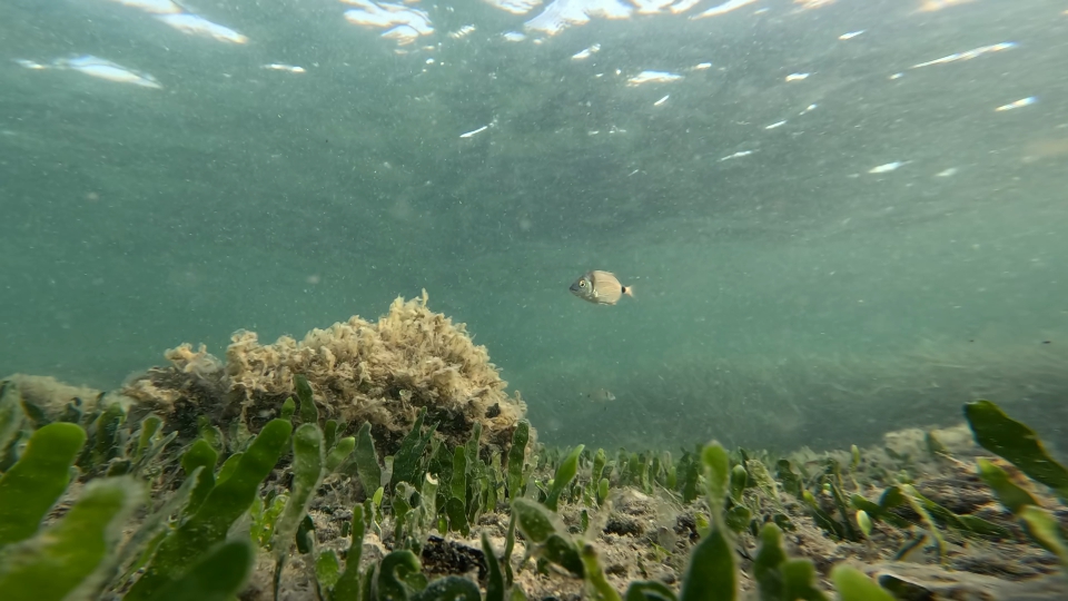 Occhiata nuota sul fondo con Posidonia verde