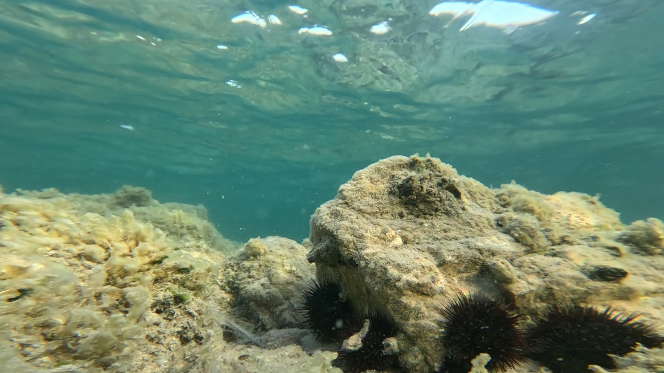 Ricci di mare neri tra le rocce sul fondo