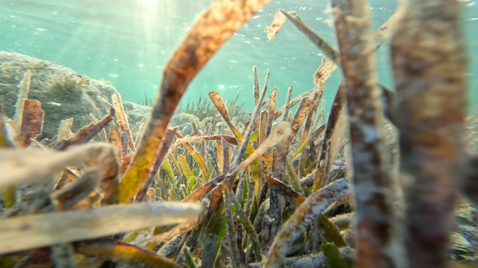 Piante crescono sott’acqua