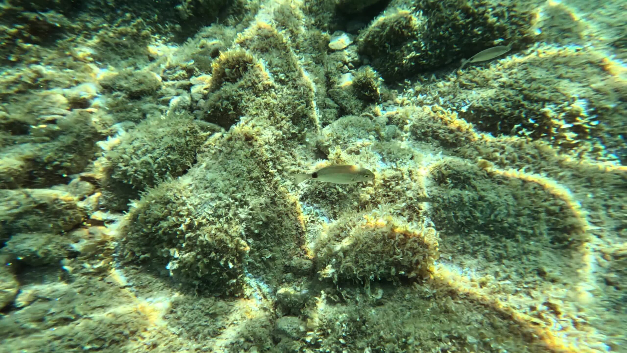 Oblada melanura underwater