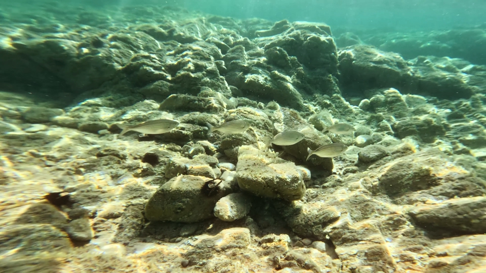 School of breams swim on the rocky bottom