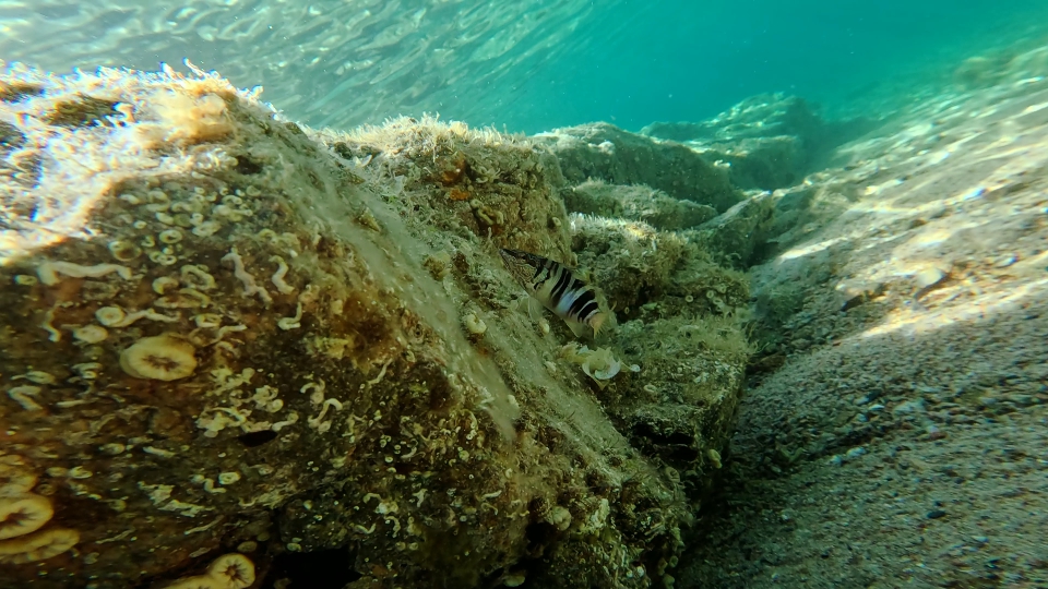 Pesce marino tra le rocce