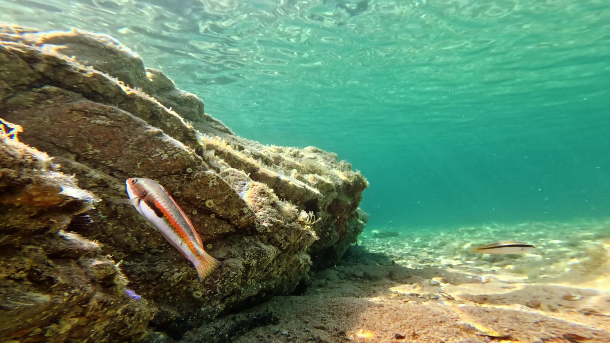 Sea damsel swims in the waters