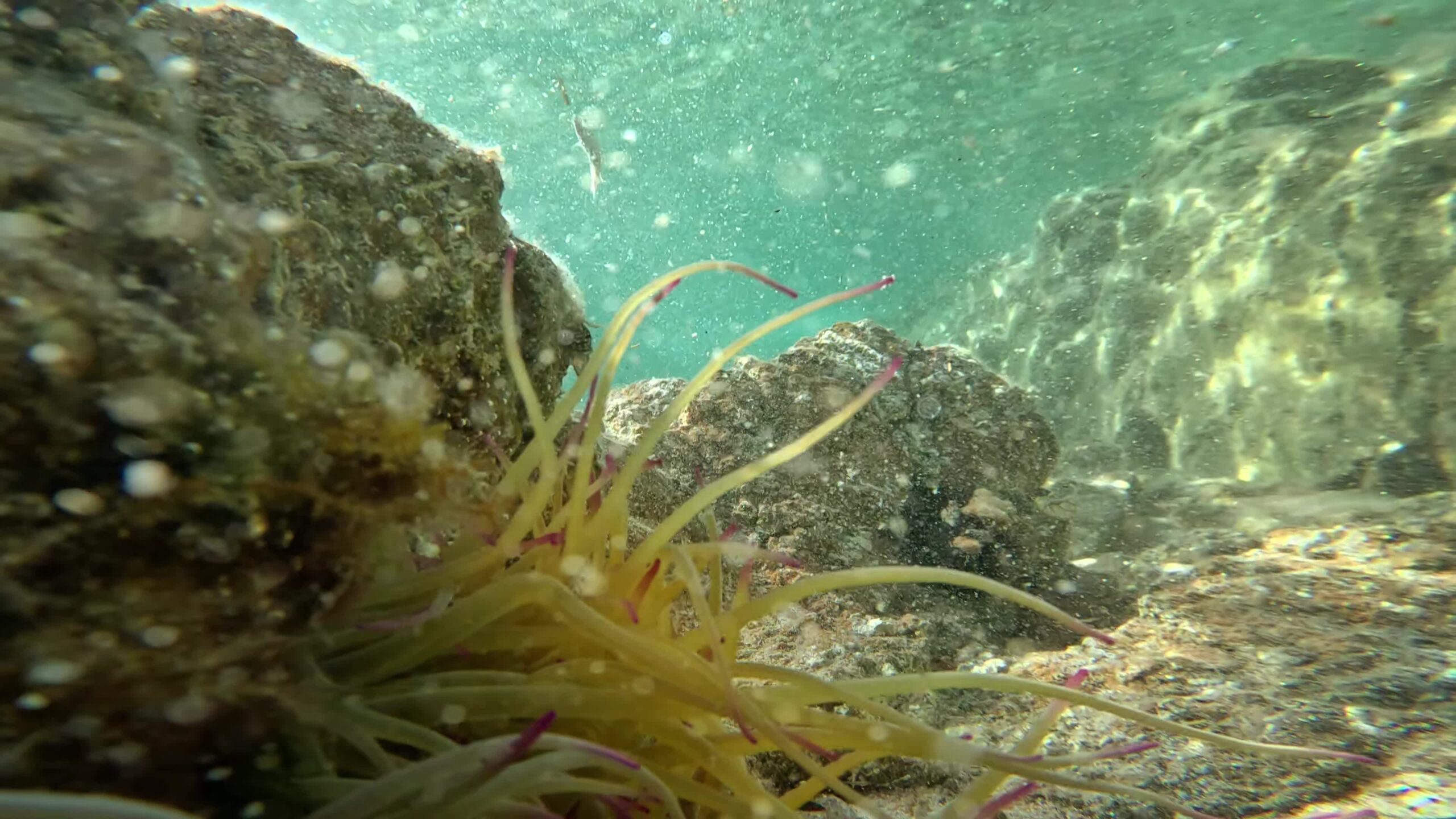 Sea anemones
