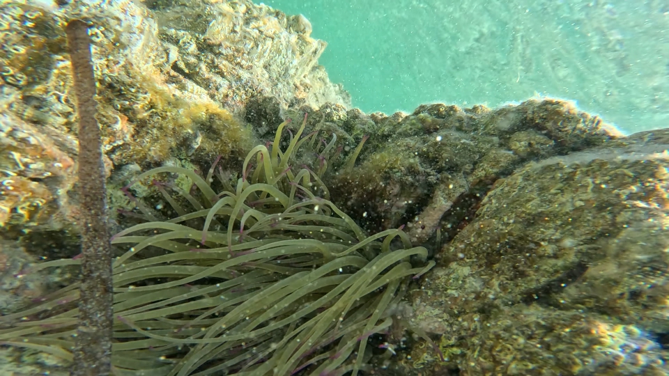 Anemoni di mare tra le rocce marine