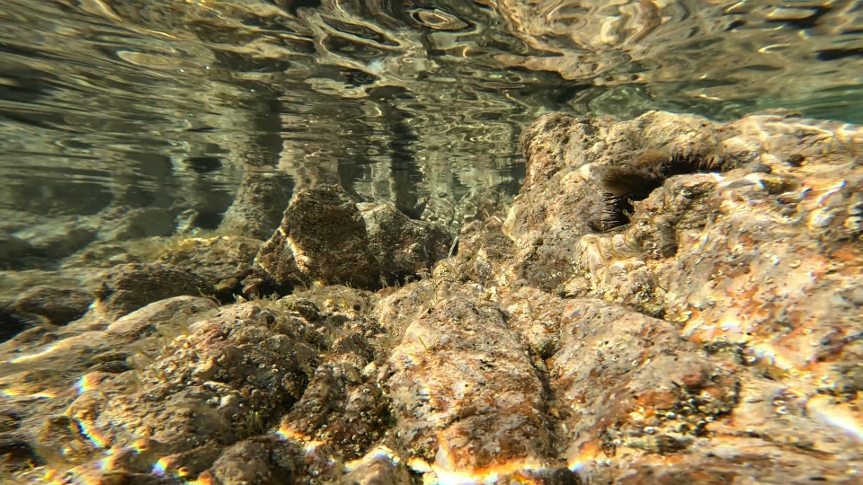 Rocks with sea urchins