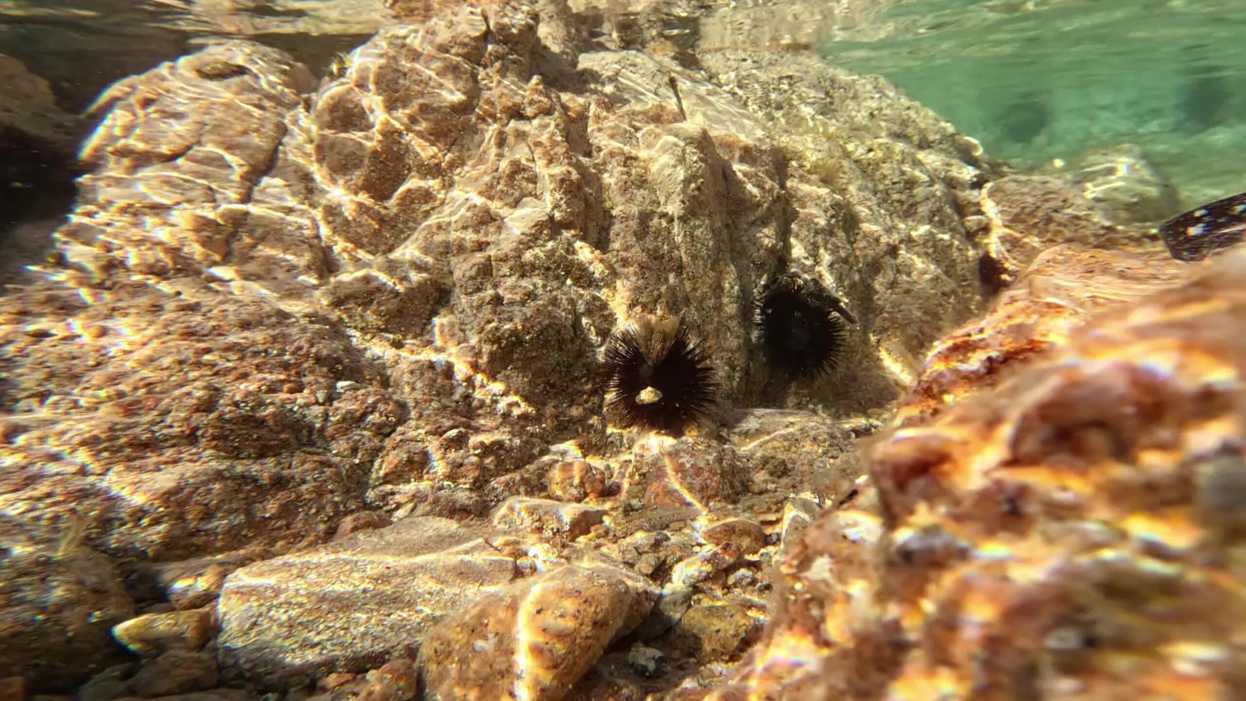 Mae urchins among the rocks