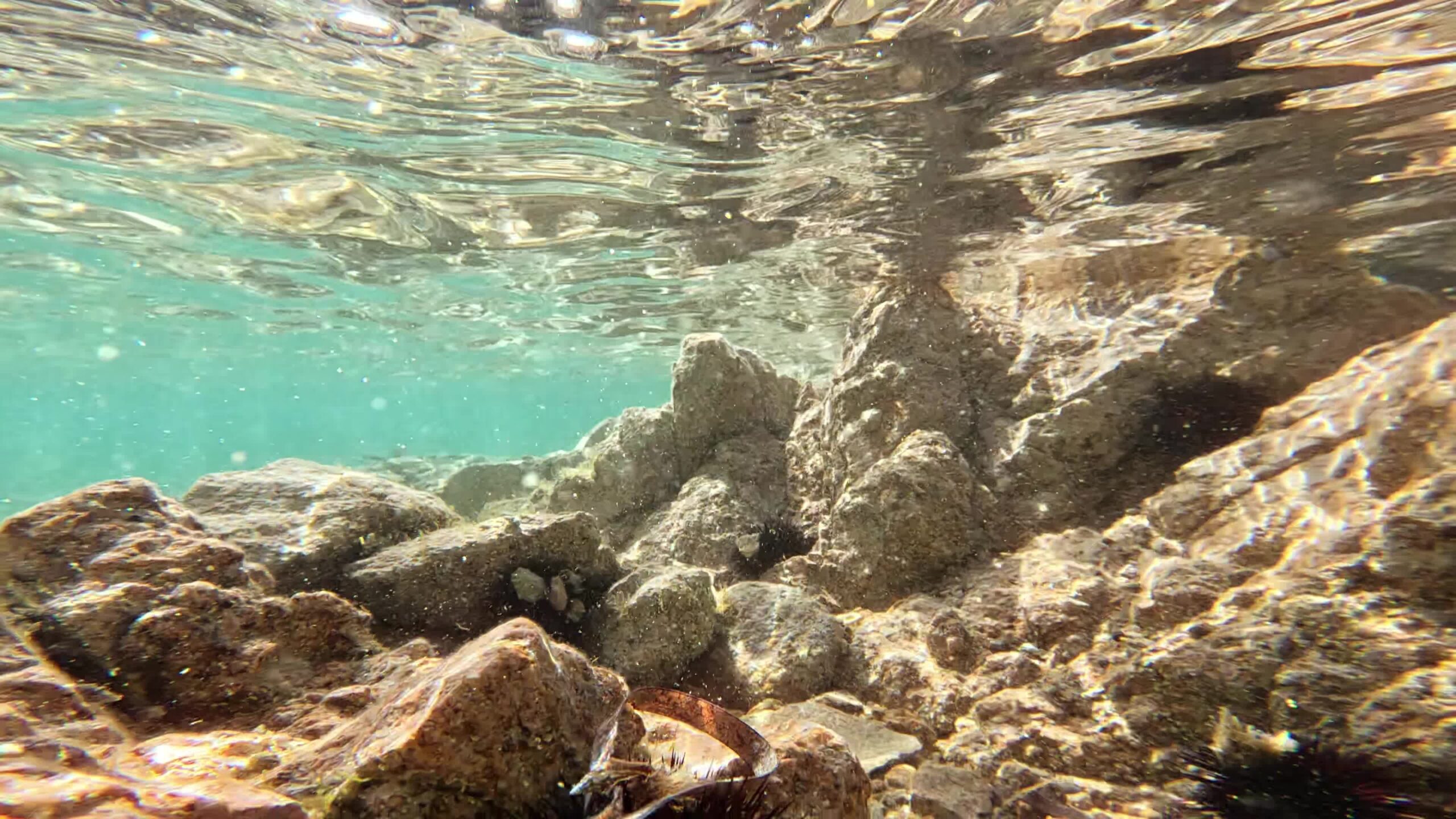 Lots of sea urchins on the rocky bottom