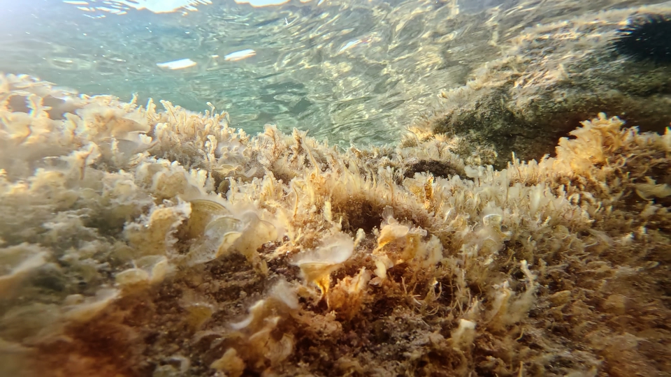 Marine rocks covered by plants