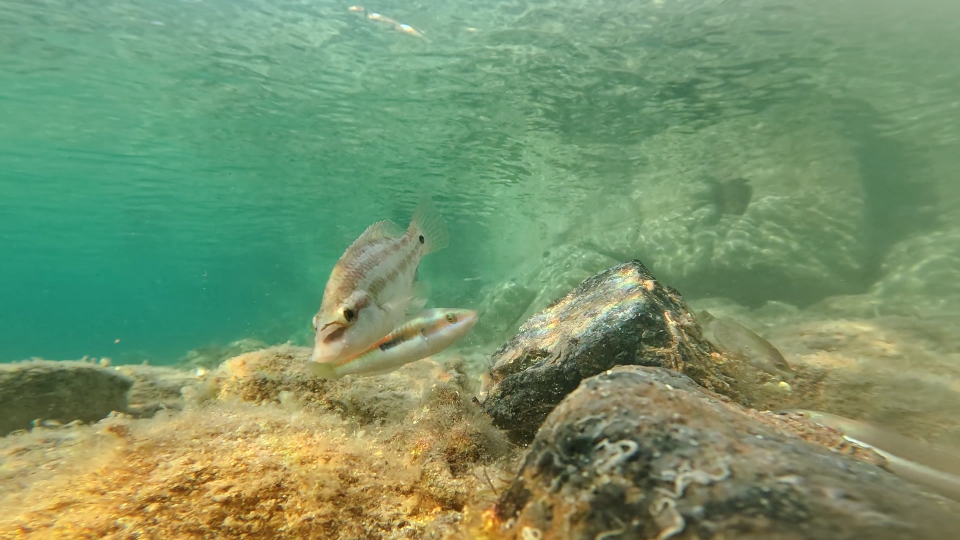 Sott’acqua del mare in estate