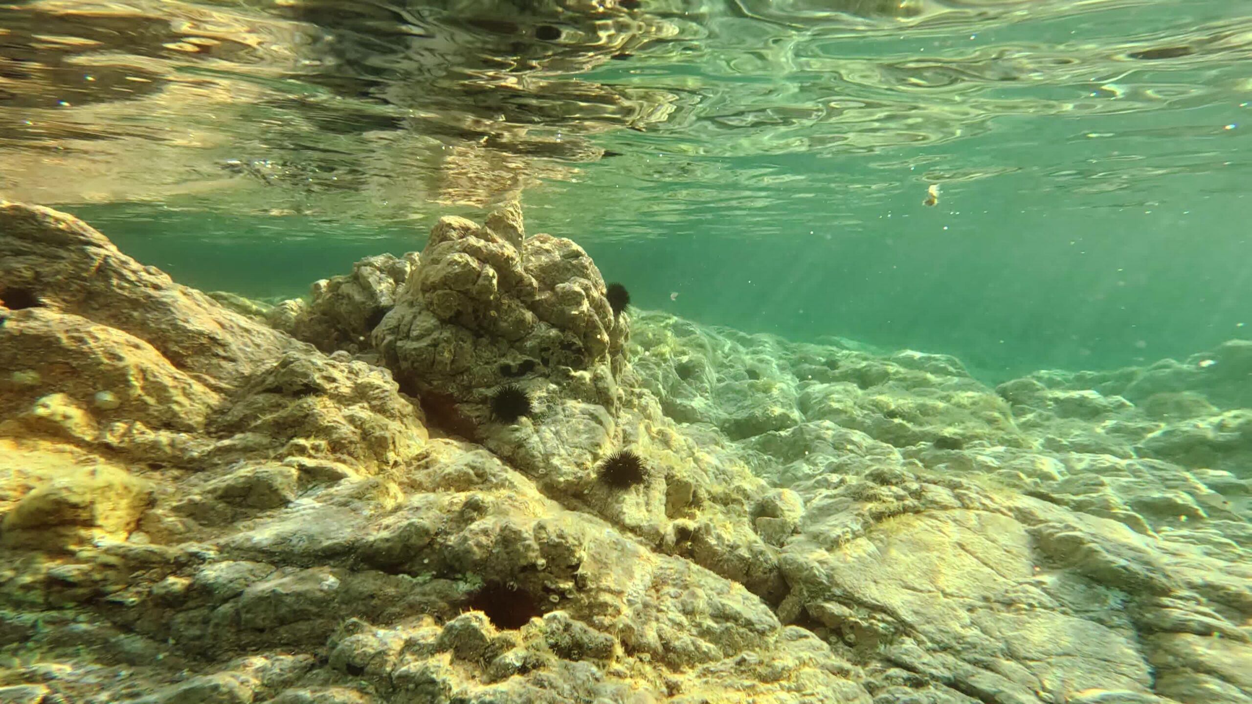 Rocce ricoperte da ricci di mare sott’acqua