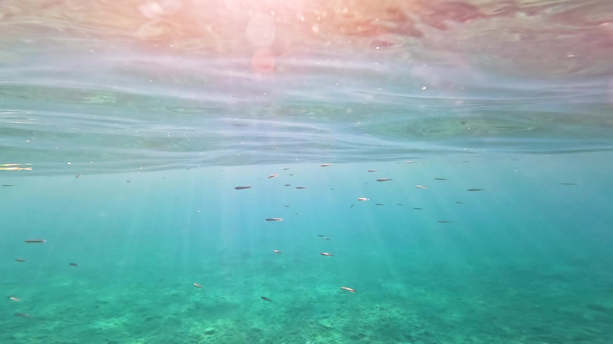 Branco di piccoli pesciolini nuotano nel mare