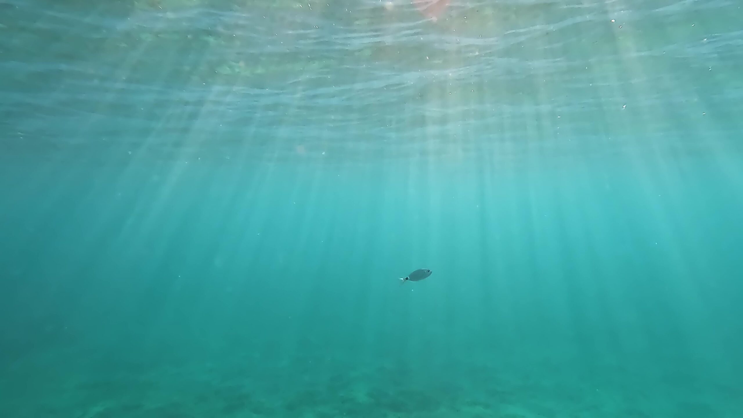 Fish swims in the blue sea
