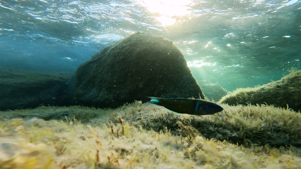 Thalassoma lunare swims in the sea