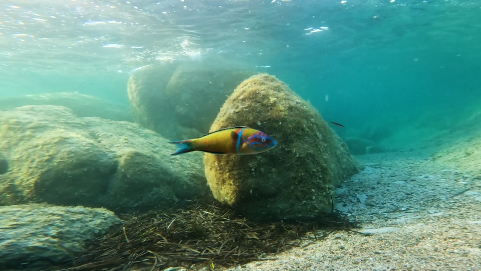 Colorful sea fish swims underwater