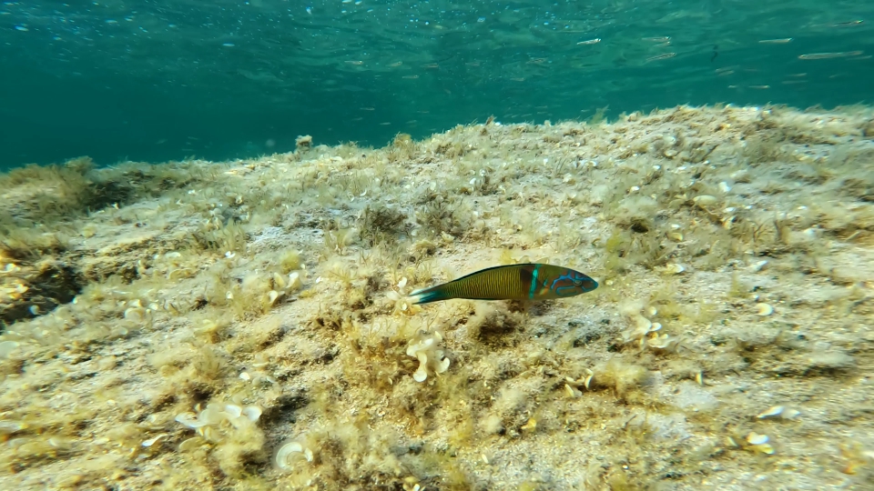 Labride verde e blu nuota nel mare