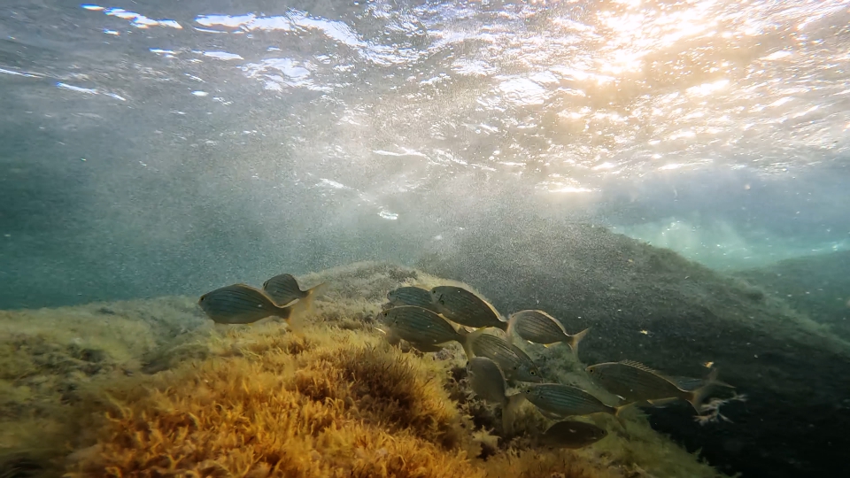 Beautiful fish under the sea waves
